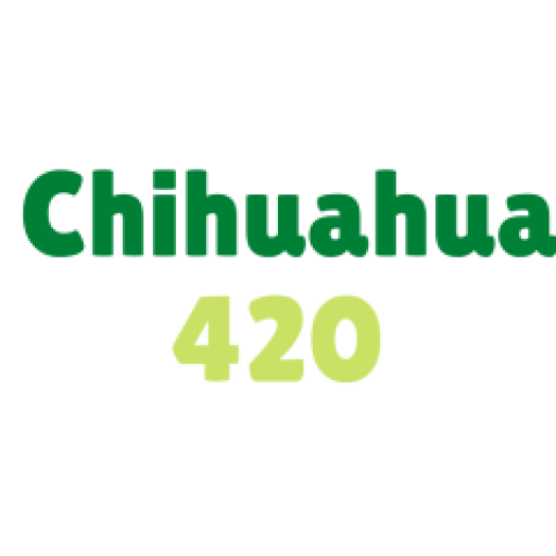 chihuahua420 Eva 🟢NUEV Venta de Marihuana en mano ENVIOS A TODA LA REPUBLICA, THC REAL & CBD Terapeutica – Monterrey Cannabis Shop – 420 Entrega en Casa y Envios Nacionales – Whatsapp: 00528135669557 – Eva Whatsapp Secundario : 00528132769756 Mike